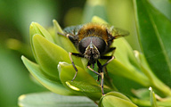 Bumblebee Hoverfly (Male, Eristalis intricaria)